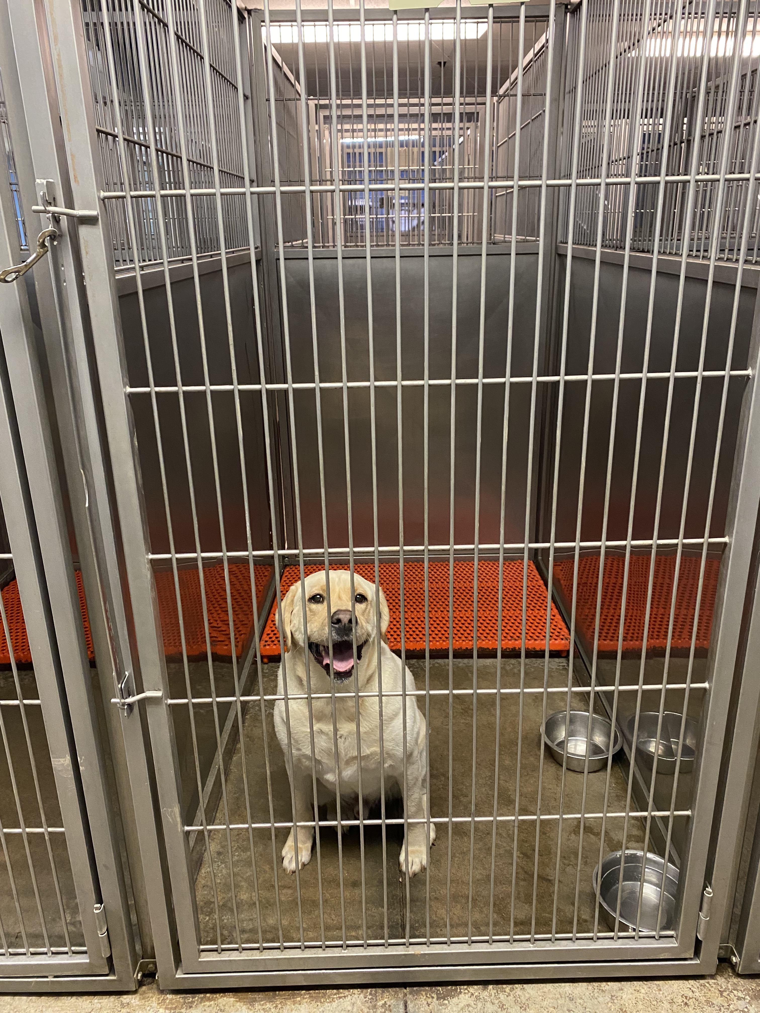 Large run boarding facility, ideal for large breed dogs